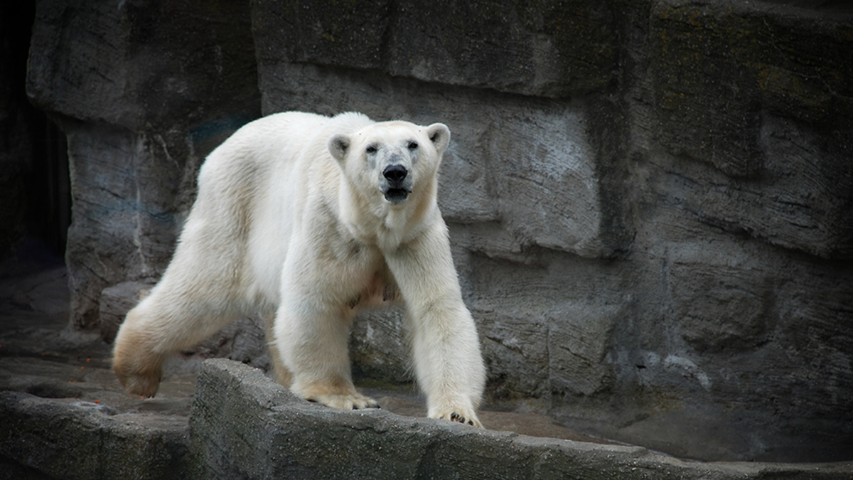 Polar Bears Being Wiped Out As Part of Intelligent Design, Insists ...