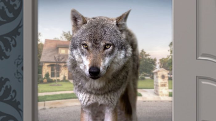 Wolf At The Door Breaks In, Takes Man’s PlayStation