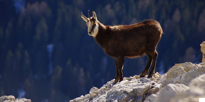 Mountain Goat Prepares TED Talk, Expects 20 Million Views