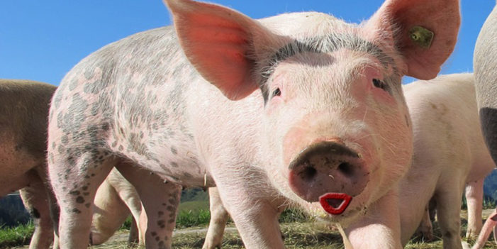 In Bid To Win Senate Votes, Trumpcare Will Reimburse Pigs For Cost Of Lipstick