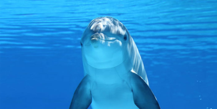 Dolphin At Local Aquarium Silently Judging Your Questionable Attire
