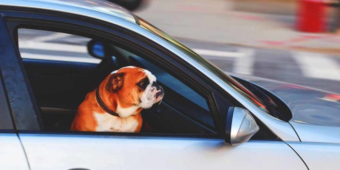 Dogs Looking Forward To Driverless Cars So They Can Chase Other Cars