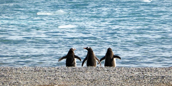 Penguins Fed Up With Climate Change, Head North To Kick Some Major Ass