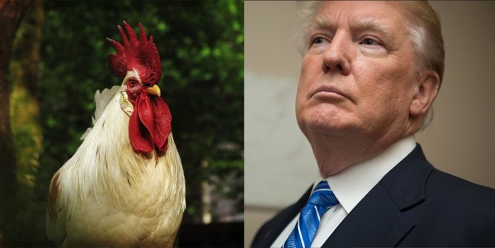 Trump Lashes Out At Turkey, Also Very Unhappy With Chicken