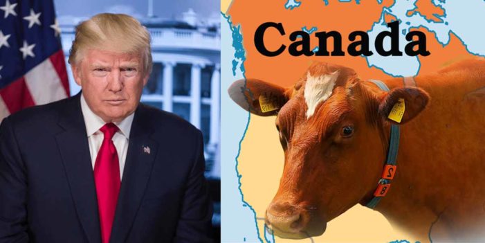 President Trump Swears Unholy Vengeance Upon All Canadian Cows