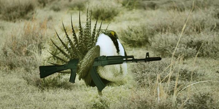 Sage Grouse Prepare To Defend Alaskan Territory